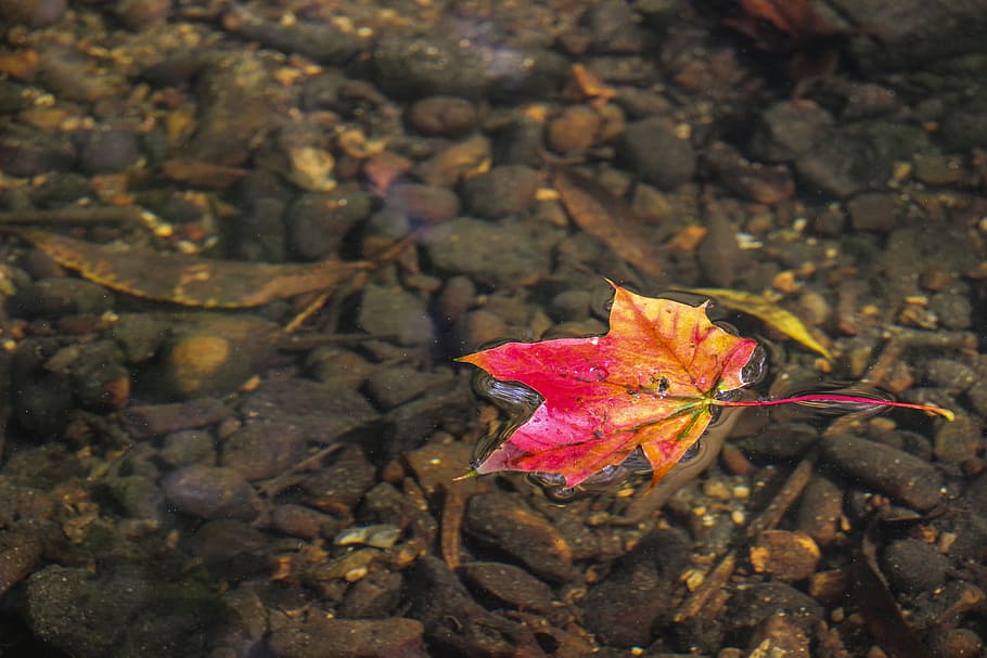 tree, nature, plant, leaf, flower, autumn, soil, botany, flora HD wallpaper