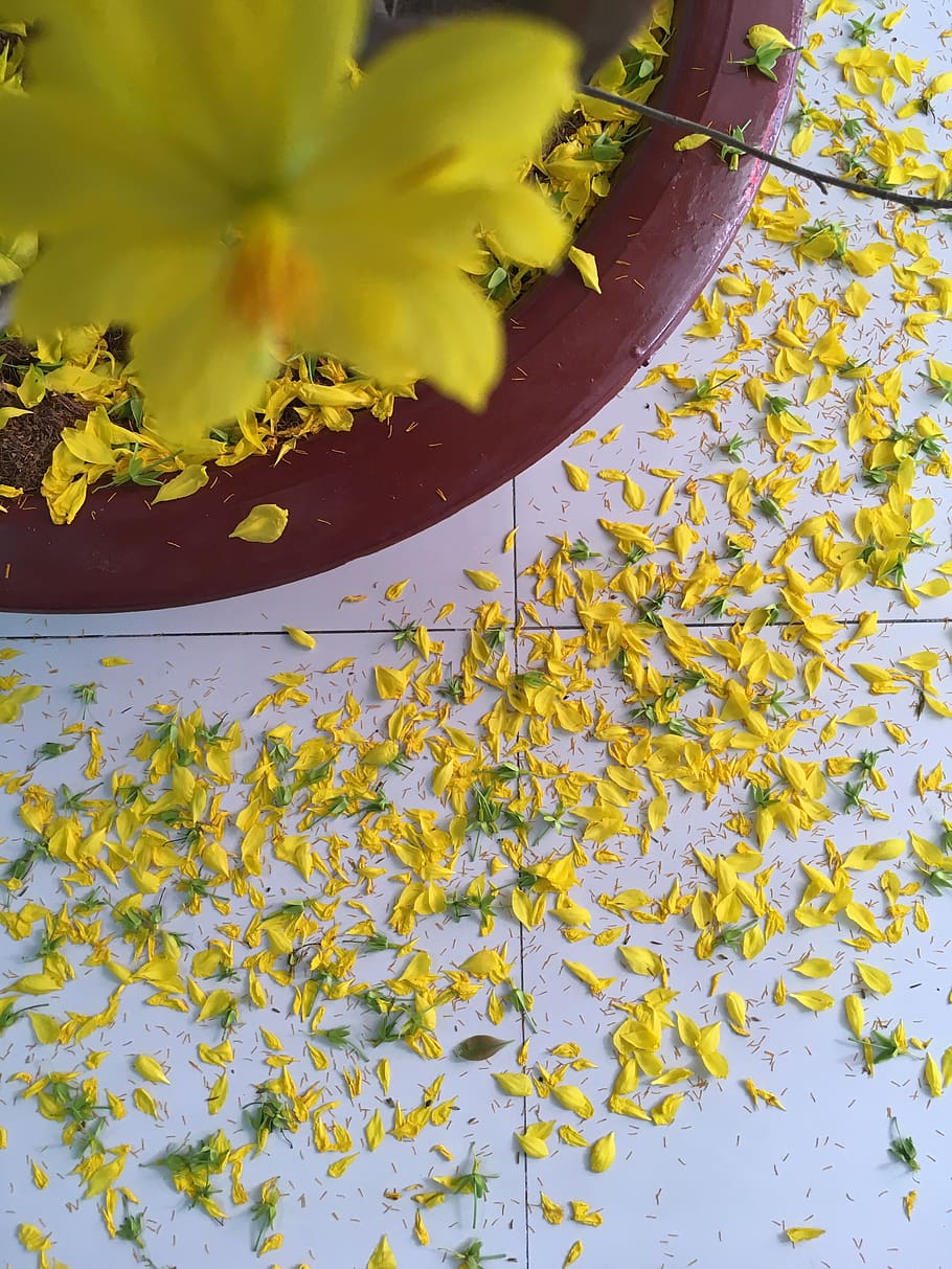 drop flowers, yellow, bloom, blossom, drops, vietnamese newyear HD wallpaper