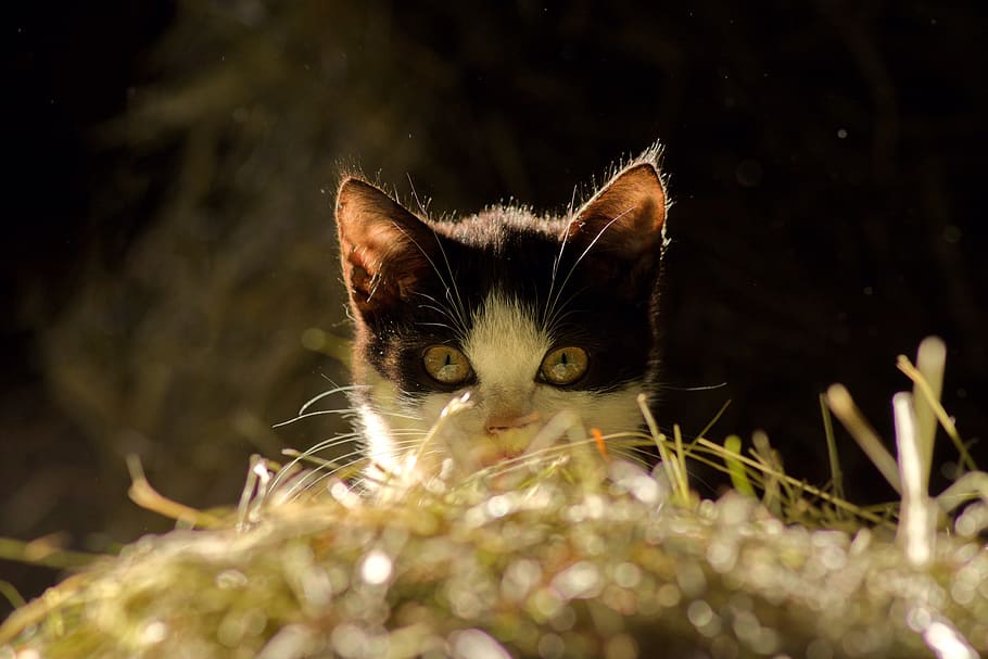 cat, view, pet, cat face, eyes, cat's eyes, animal portrait HD wallpaper