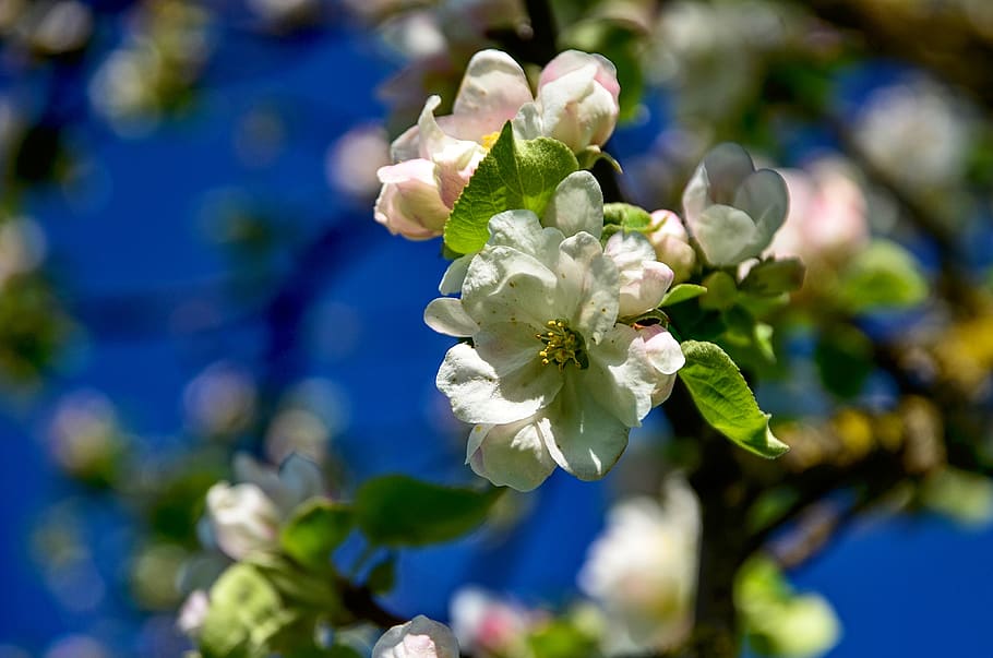 flowers, branch, spring, nature, flowering twig, the spring messenger HD wallpaper