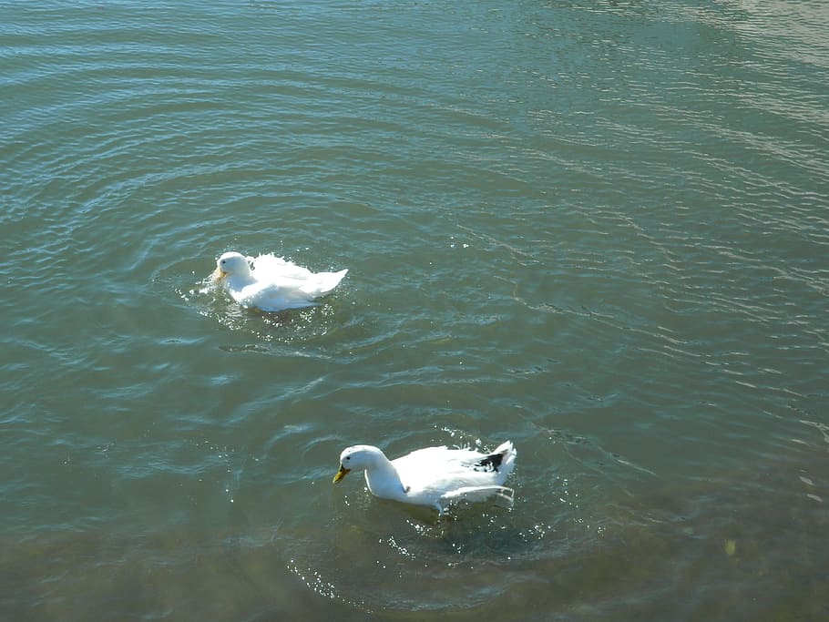 ducks, birds, water, white, animal, animal themes, vertebrate HD wallpaper