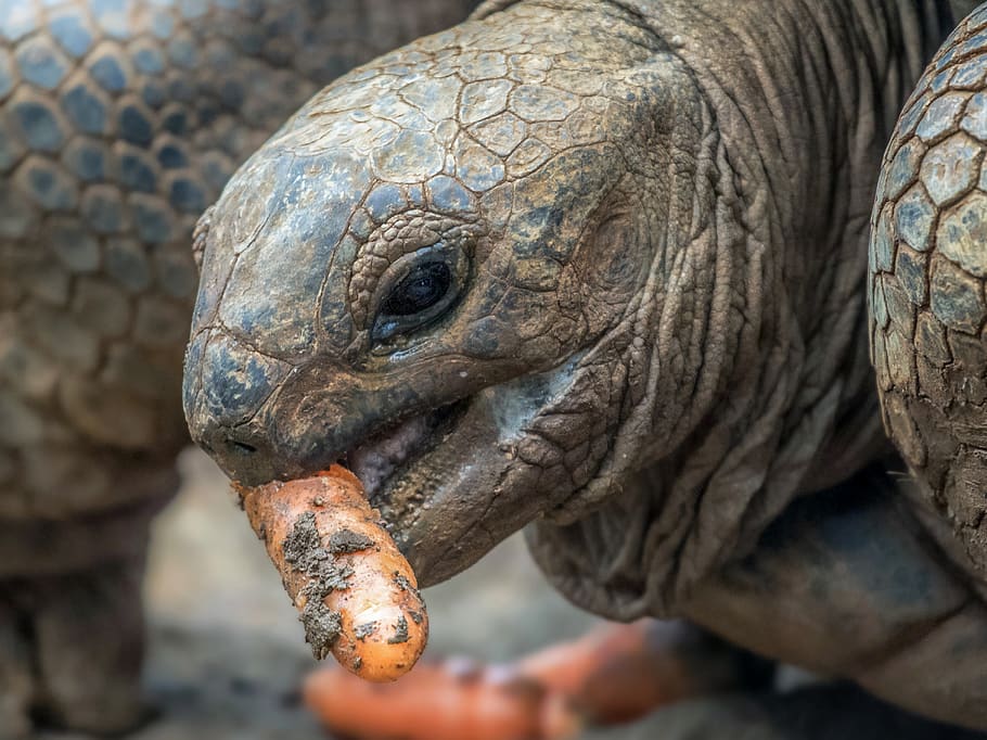 turtle eating, close-up, one animal, day, vertebrate, animal wildlife HD wallpaper