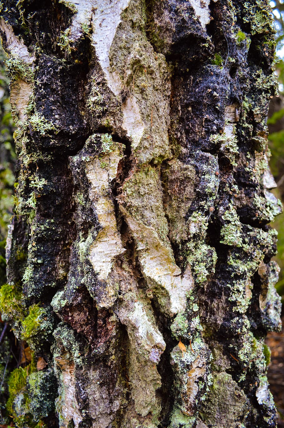 sweden, birch, forest, tree, bark, tree trunk, moss, textured HD wallpaper