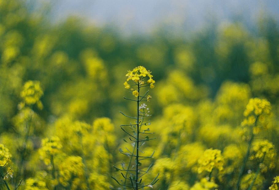 yellow-petaled flowers, seasoning, flora, food, dill, plant, grass HD wallpaper