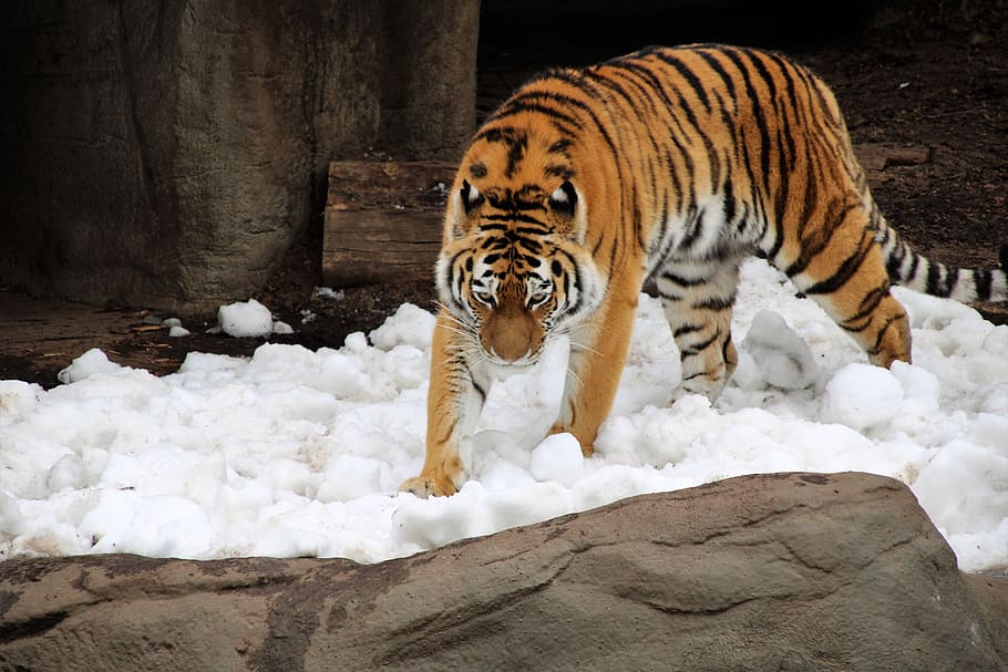 tiger walking on snow surface, animal, wildlife, mammal, germany, HD wallpaper