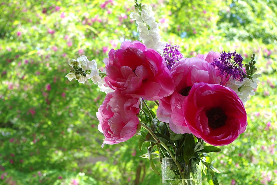 peony, spring, bouquet, flowers, vase, flowering plant, beauty in nature HD wallpaper