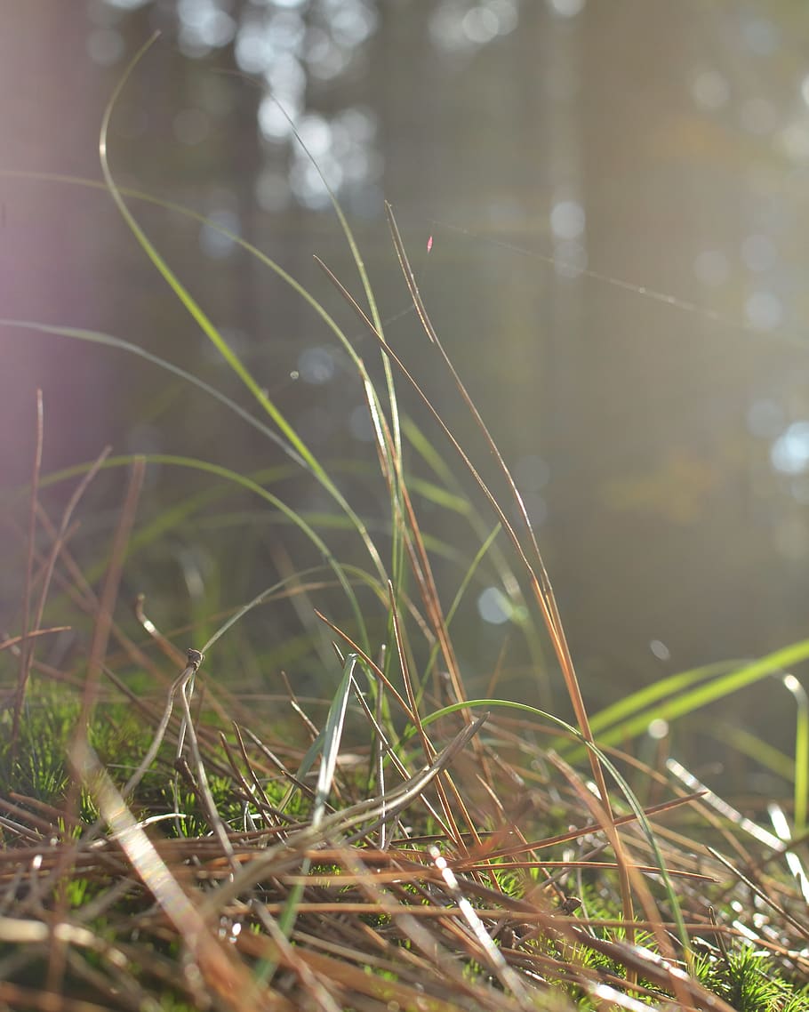 plant, growth, nature, grass, day, close-up, selective focus HD wallpaper