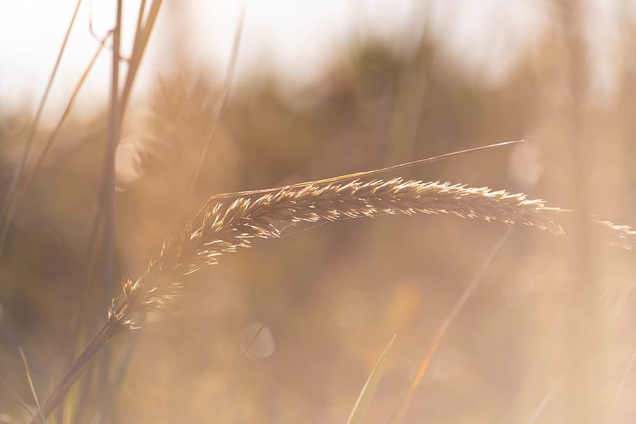 wheat plant, grass, vegetation, grain, vegetable, produce, food HD wallpaper