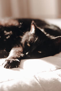 cat, bed, sleep, sleepy, watching, light, sun, asleep, black cat HD wallpaper