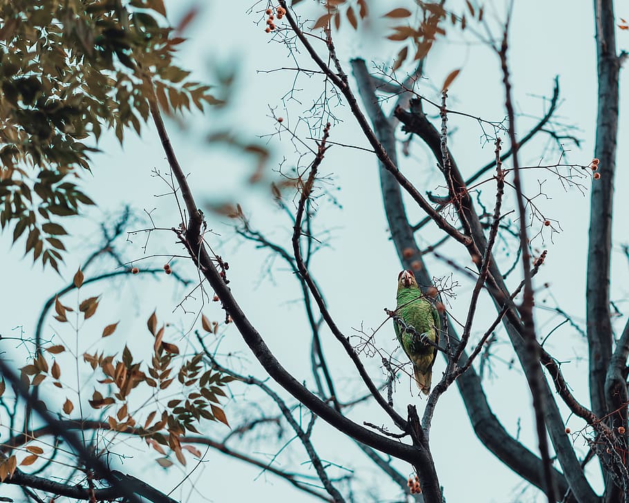 green bird on tree branch, animal, parrot, parakeet, finch, macaw HD wallpaper