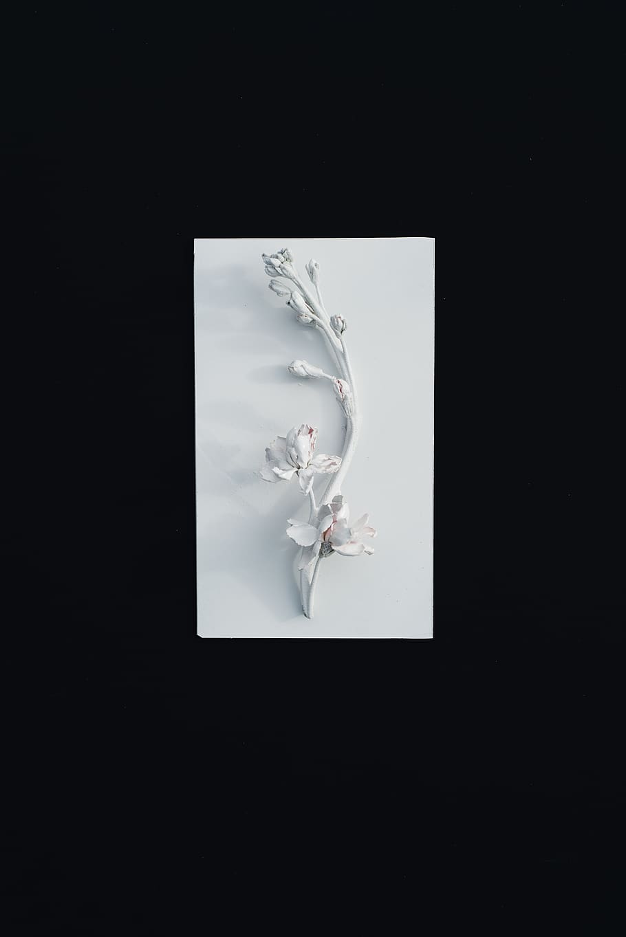 white decorative floewr, black background, studio shot, copy space HD wallpaper