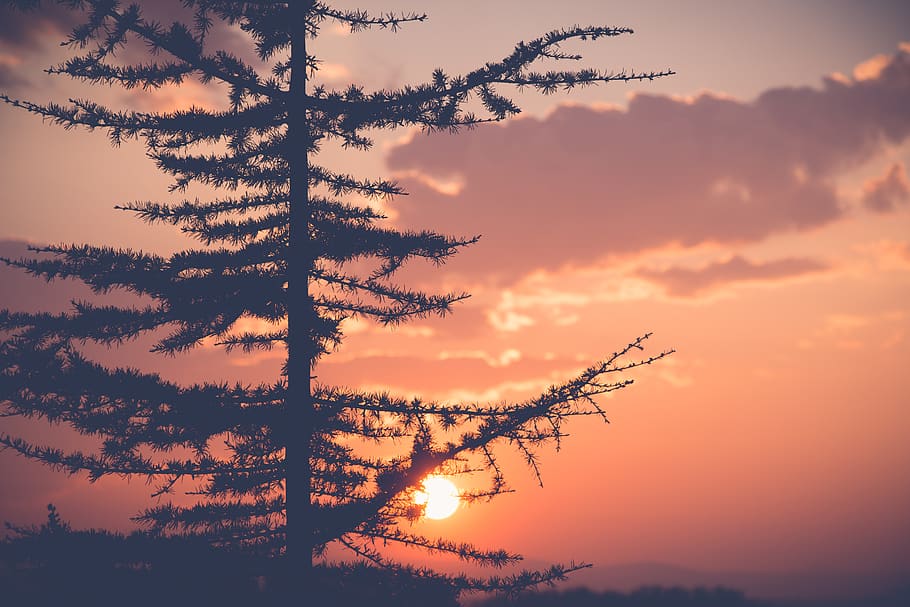 hungary, sopron, light, sunset, nature, canon, sky, silhouette HD wallpaper