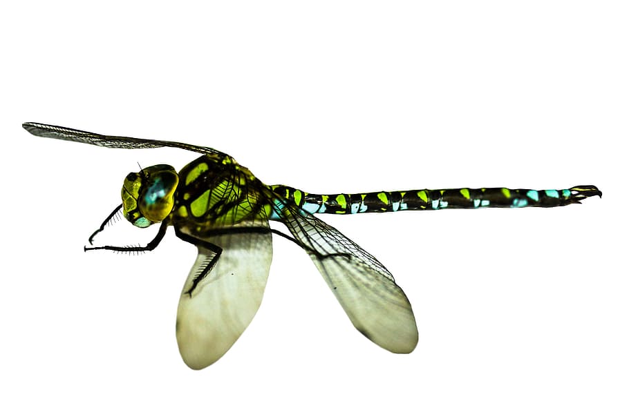 macro, wild, insect, fly, animal, nature, jungle, invertebrate HD wallpaper