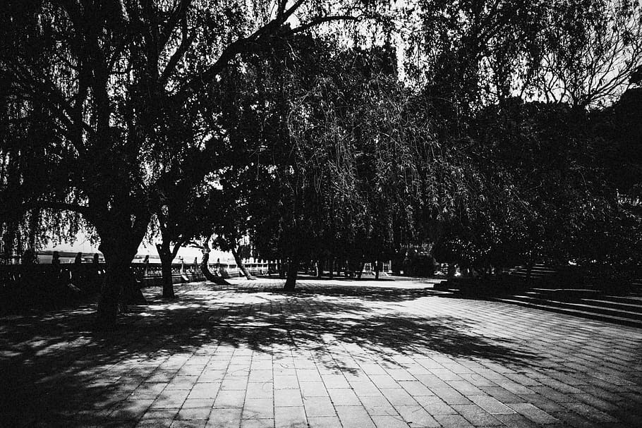 tree, black, plant, nature, growth, park, footpath, day, outdoors HD wallpaper