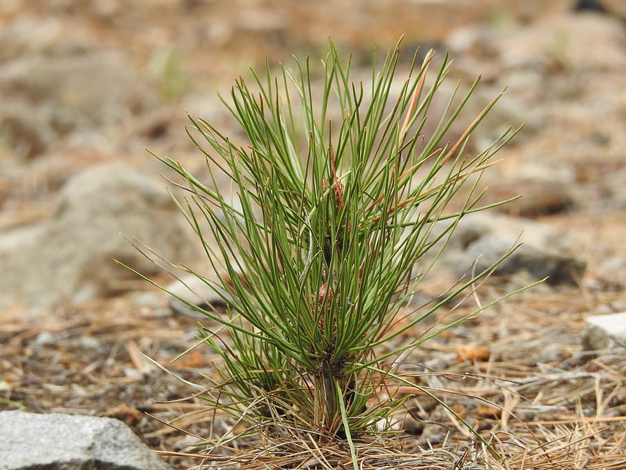plant, seed, pine, green, nature, seedlings, sprout, crops HD wallpaper