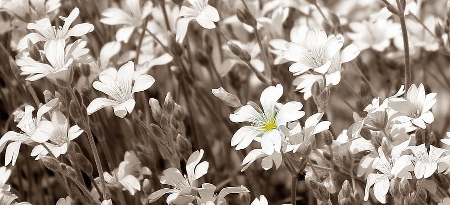 ming, starming, macro, fresh, flower, nature, fragrance, garden HD wallpaper