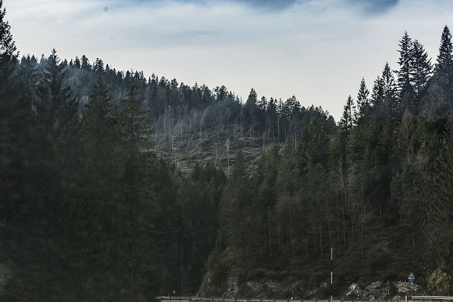 Green Forest, conifer, daylight, evergreen, nature, scenic, trees HD wallpaper