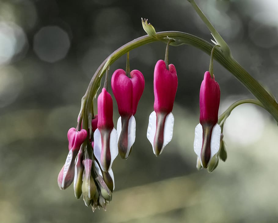 bleeding heart, flower, blooms, spring, nature, freshness, close-up HD wallpaper