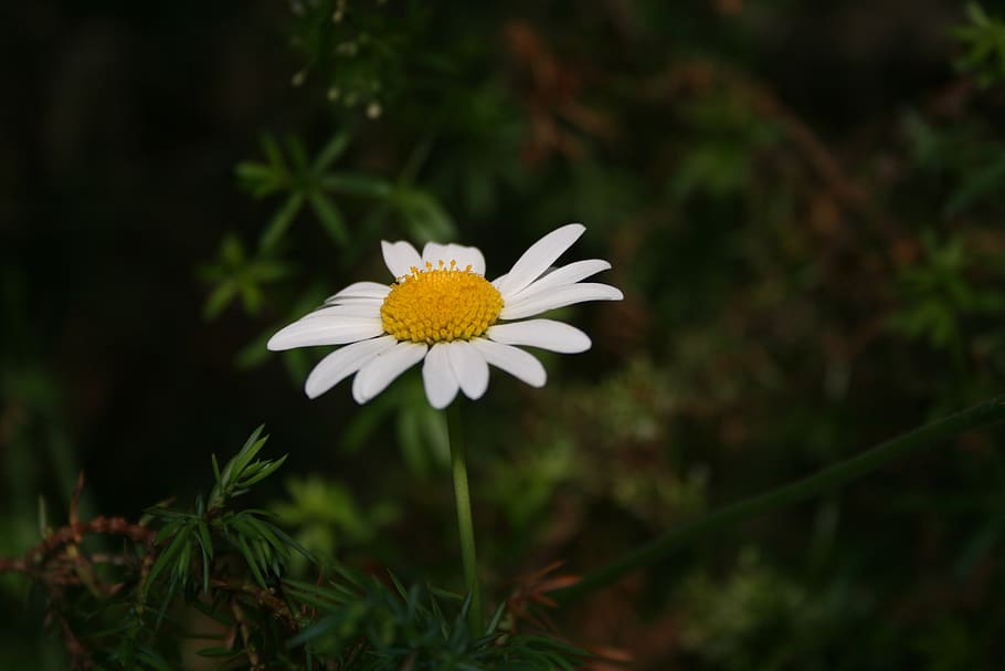 daisy, flower, grass, flora, nature, bloom, petal, summer, chamomile HD wallpaper