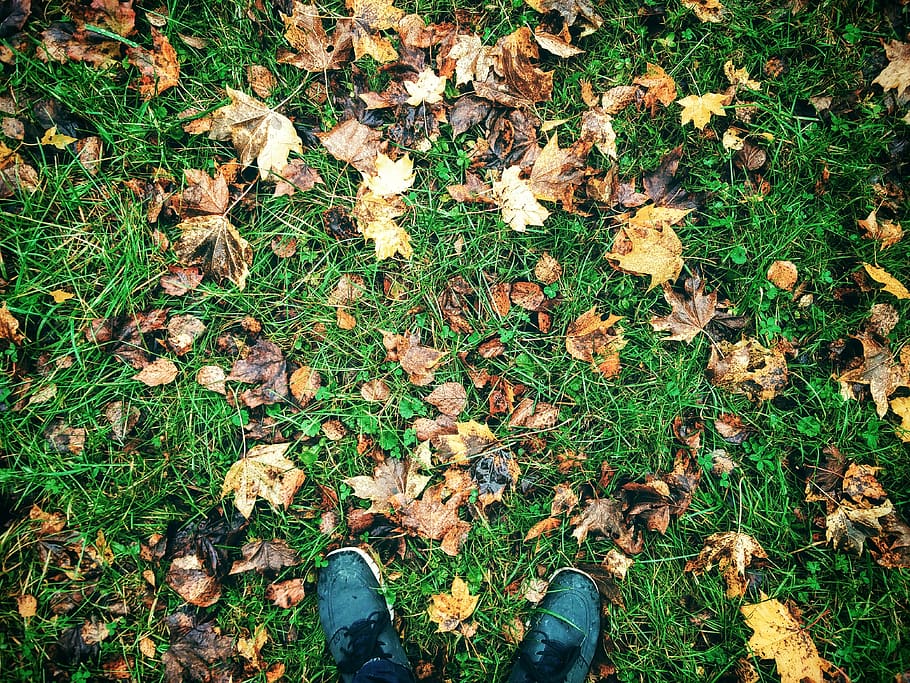 germany, pegnitz, lehm, autumn, grass, season, leafs, fall HD wallpaper