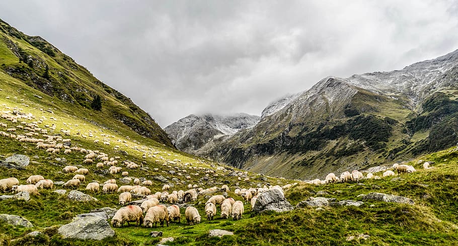 herd of sheep feeding on mountain, grassland, flock, rural, grazing