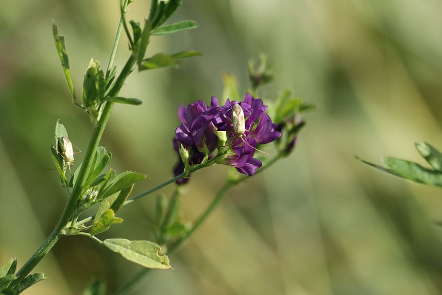 flower, beetle, sitting, grass, field, plant, beauty in nature, HD wallpaper