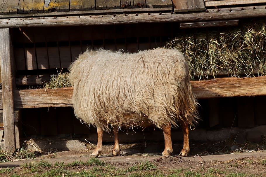 sheep, pet, livestock, wool, food, hay, sheep's wool, day, nature HD wallpaper