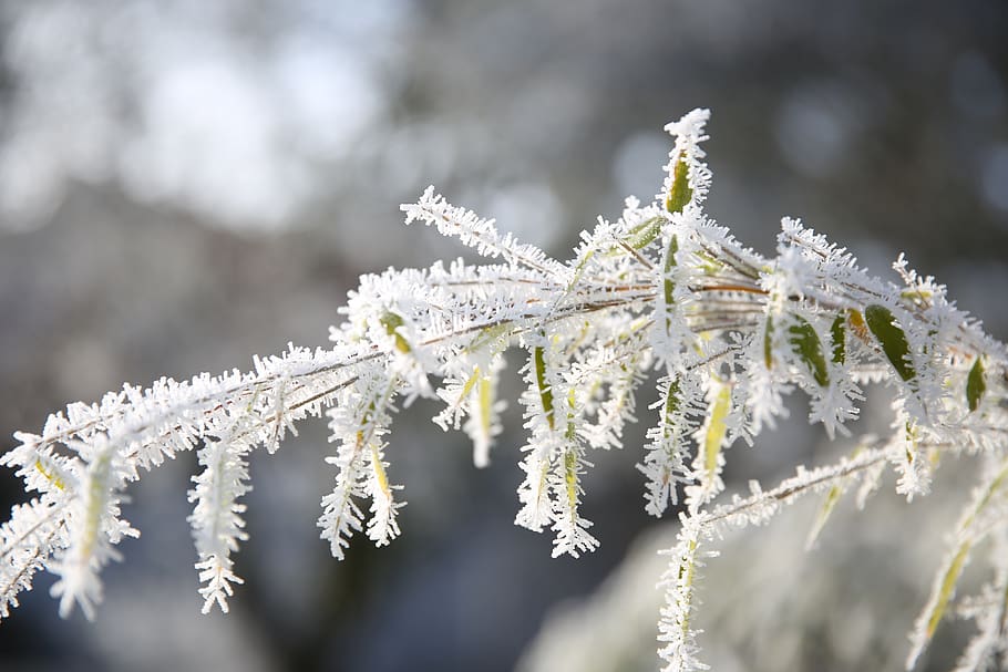 frost, winter, cold nature, frozen, white, ice, icy, wintry HD wallpaper