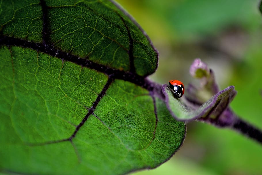 ladybug, red, green, insects, points, animals, spring, small HD wallpaper