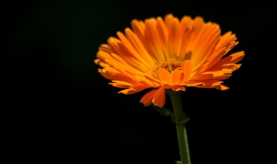 light, sun, spring, summer, garden, nature, flower, vivitar HD wallpaper
