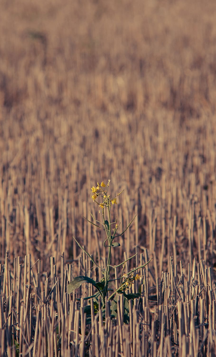 sweden, field, summer, fall, season, wheat, flower, singel HD wallpaper