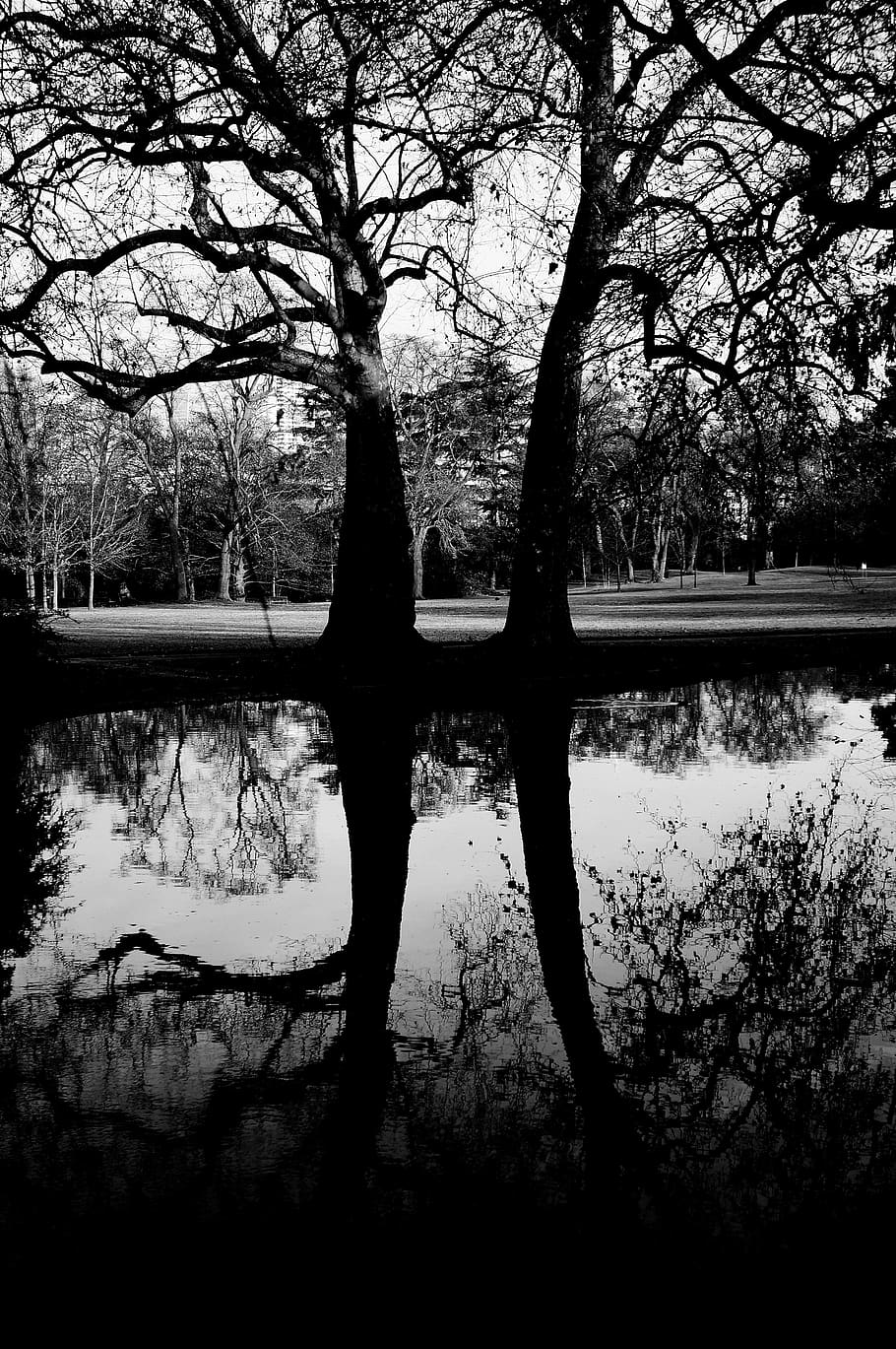 france, paris, reflections, tree, plant, nature, no people HD wallpaper