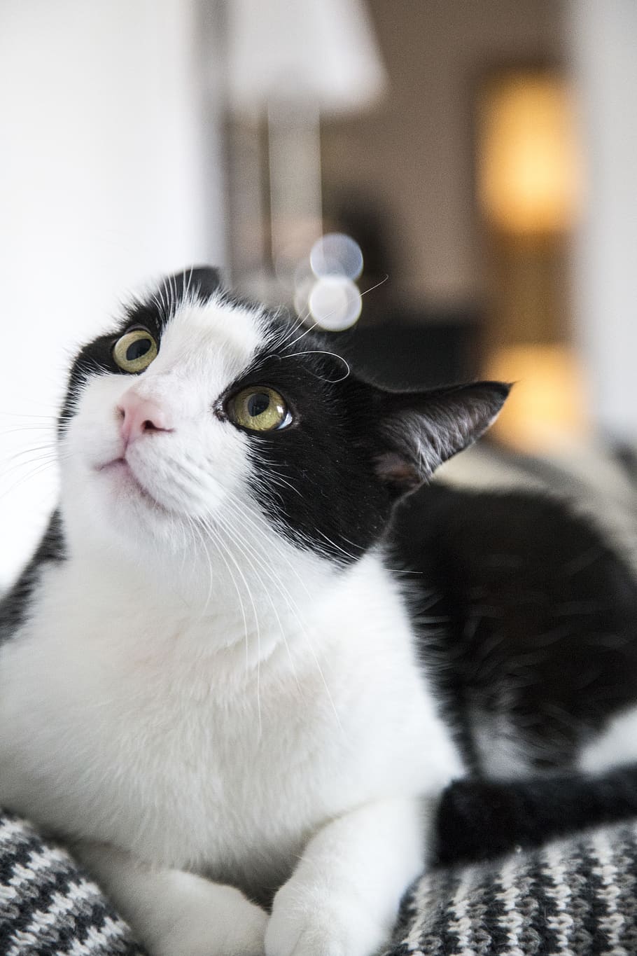 domestic, pets, domestic animals, mammal, animal themes, domestic cat HD wallpaper