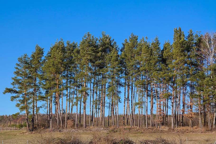 trees, pine, forest, nature, landscape, sky, plant, tranquility HD wallpaper