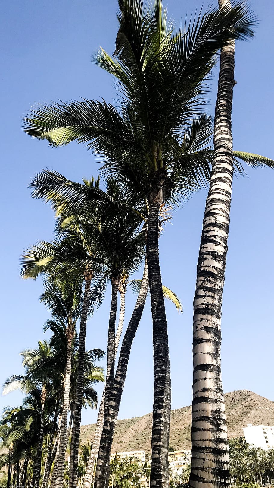plant, tree, palm tree, arecaceae, summer, tree trunk, tropical HD wallpaper