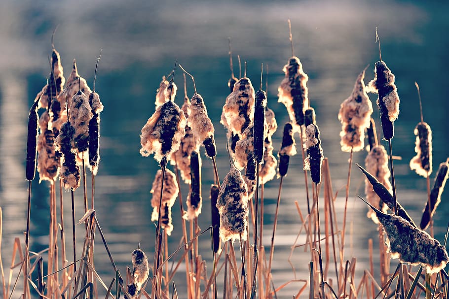 bulrush, plant, vegetation, seed head, pond, water, reed, back light HD wallpaper