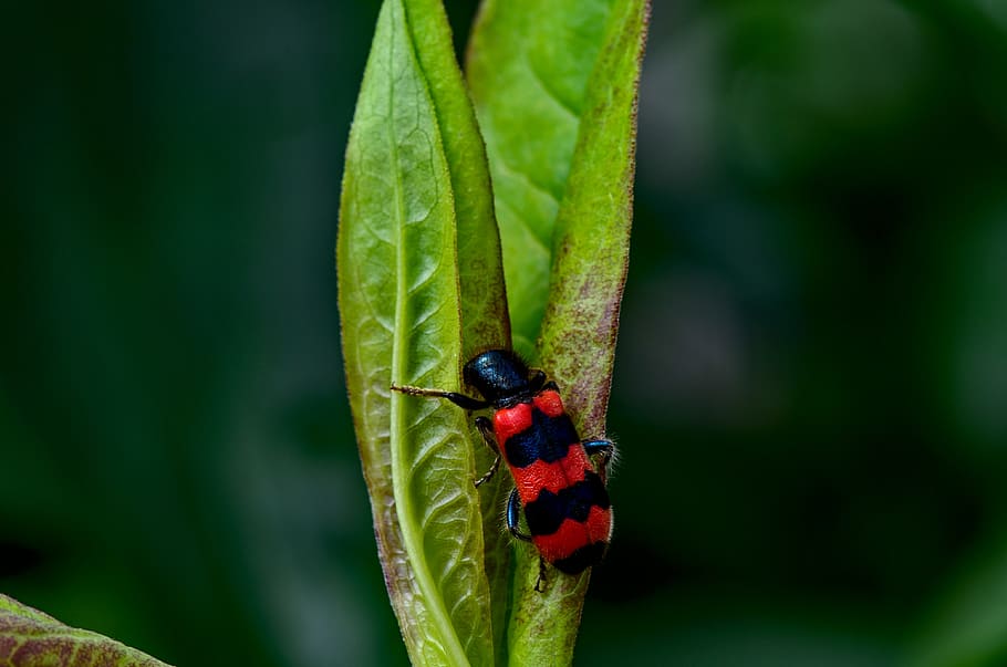 bee wolf, insect, nature, close up, beetle, animal, invertebrate HD wallpaper