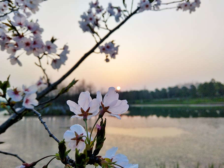 suzhou, flower, dusk, flowering plant, fragility, beauty in nature HD wallpaper