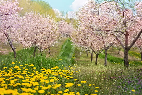 cherry blossoms, pink, background, backdrop, landscape, spring HD wallpaper