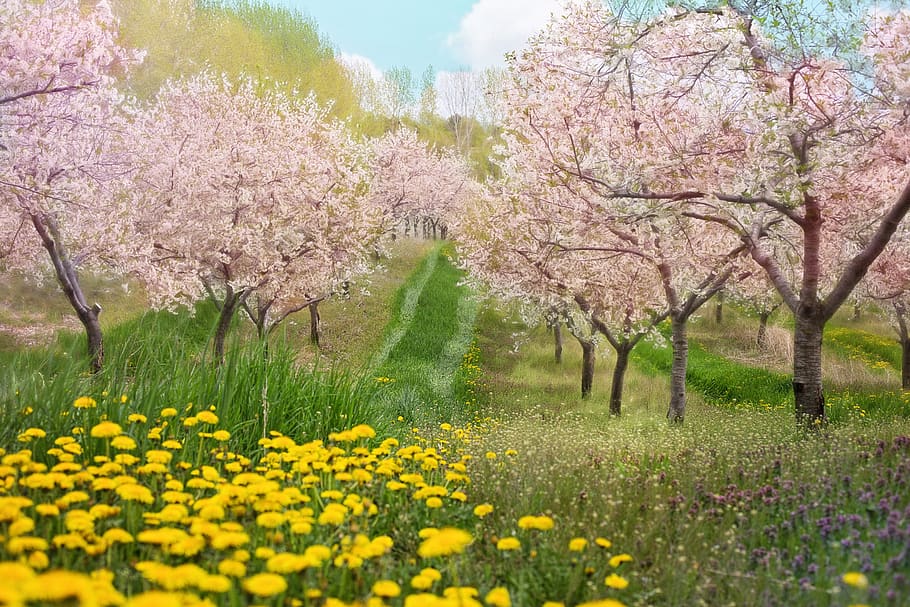 cherry blossoms, pink, background, backdrop, landscape, spring HD wallpaper