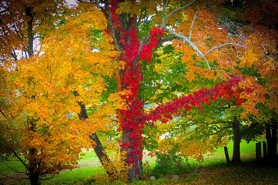 yellow, red, fall, ivy, leafe, tree, fall color, autumn, plant HD wallpaper
