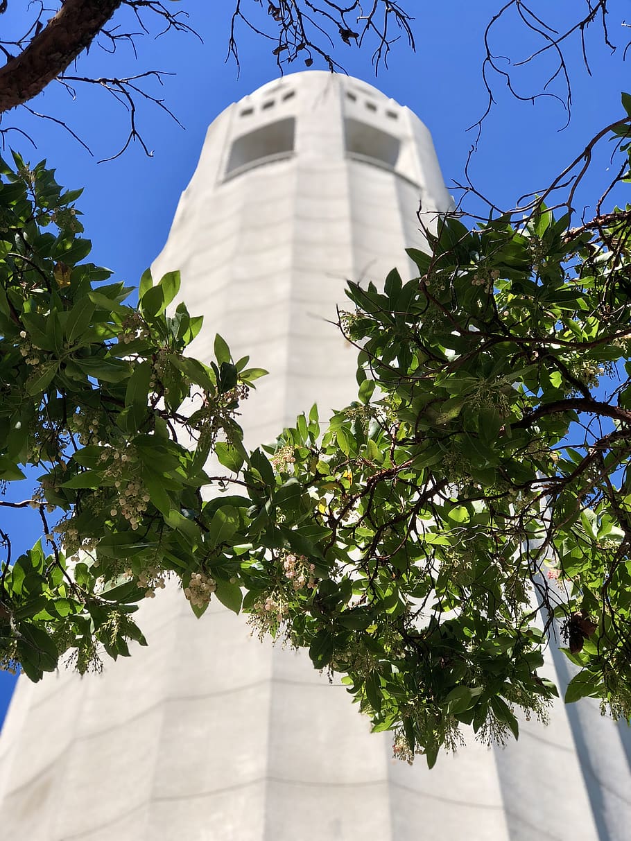 building, tower, architecture, san francisco, plant, tree, 1 telegraph hill blvd HD wallpaper