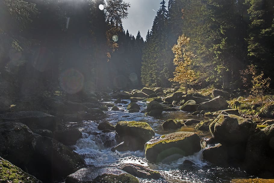 Landscape Photography of Trees, beautiful, cascade, environment HD wallpaper