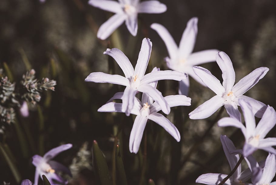 flowers, white, spring, garden, nature, small flowers, spring flowers HD wallpaper