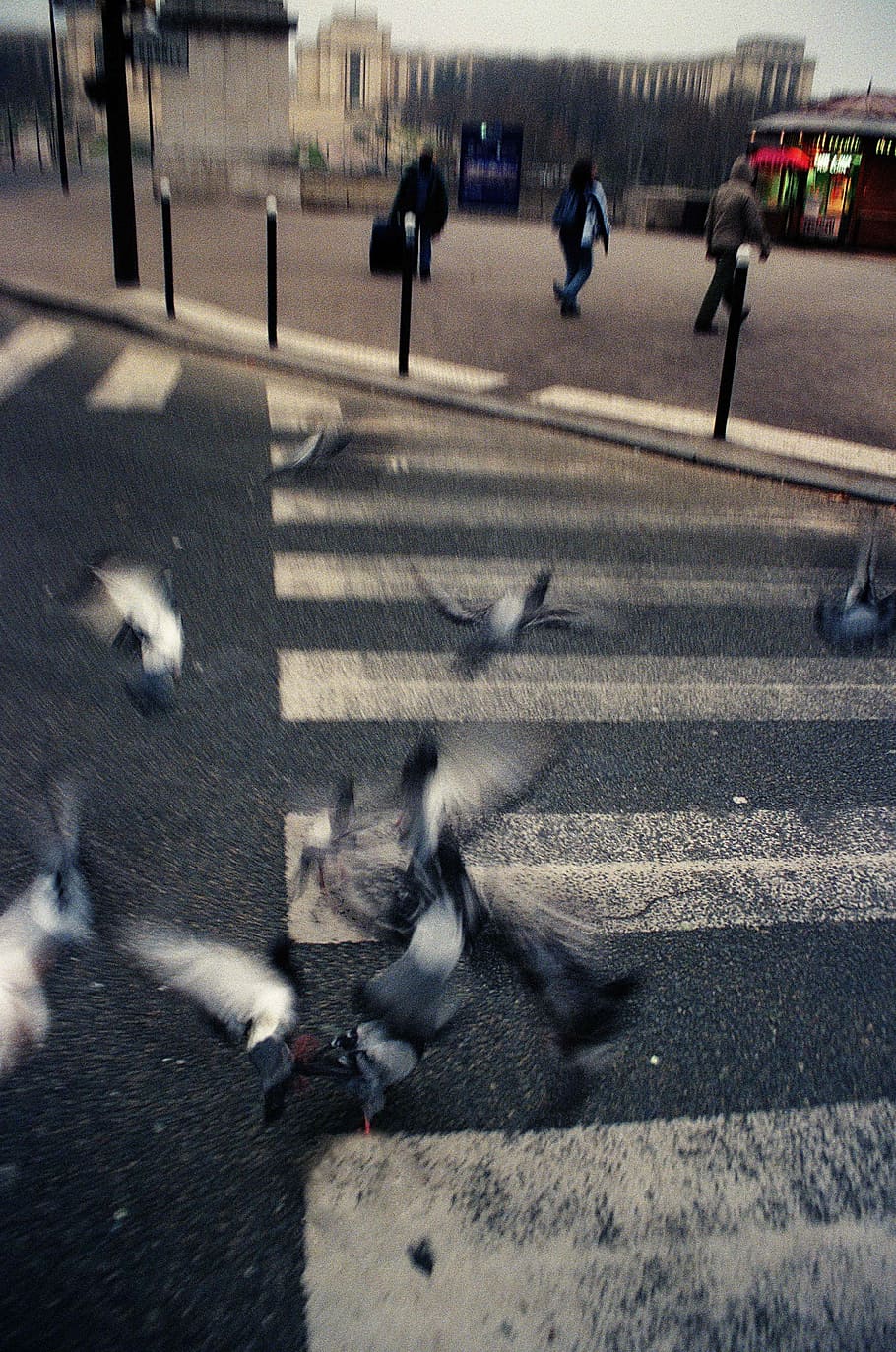Doves on the street of Paris, analog, bird, birds, blue, blur HD wallpaper