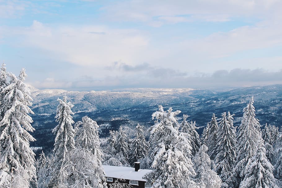 Snow Covered Trees, cold, daylight, environment, zing, frost HD wallpaper