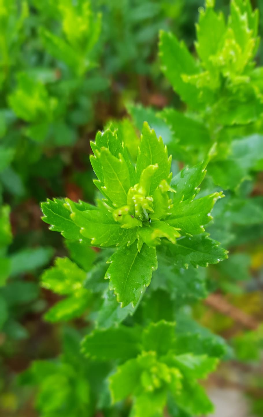 leaf, focus, macro, green, bush, green color, beauty in nature HD wallpaper