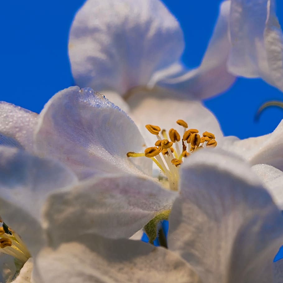 apple, spring, nature, bloom, flora, beauty, close, colorful HD wallpaper