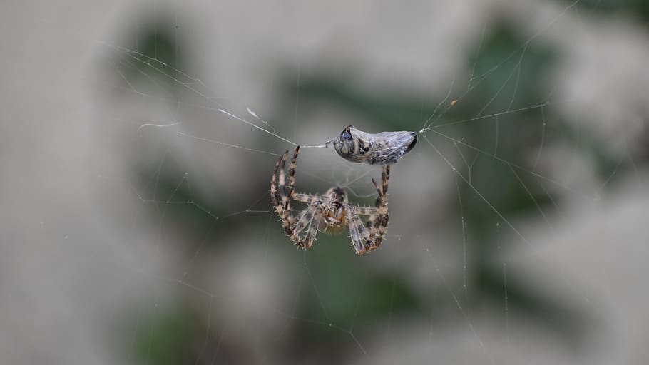 spider, bee, web, insect, captured, garden, macro, spider web HD wallpaper