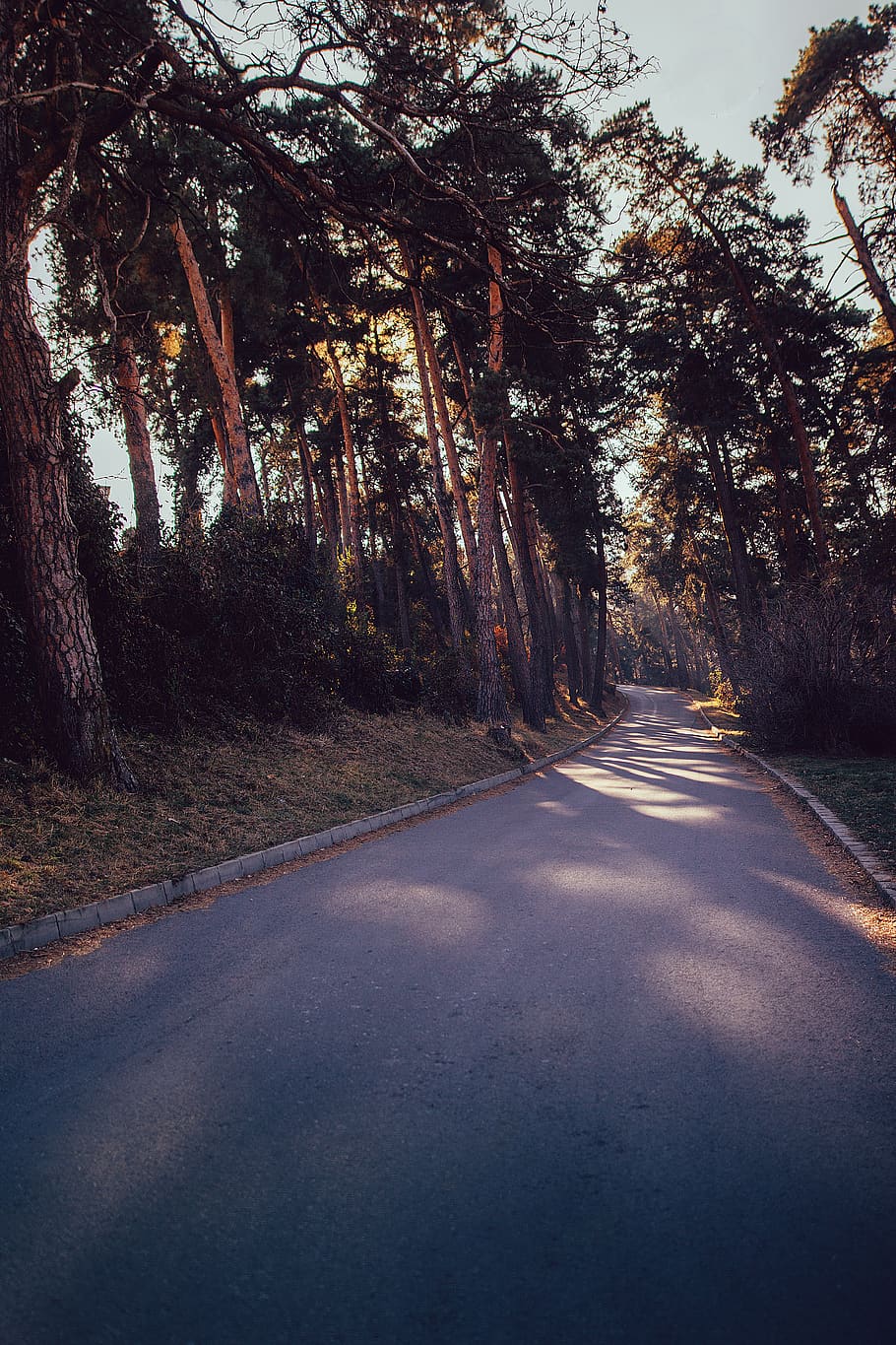 green-leafed tree, tarmac, asphalt, road, plant, way, highway HD wallpaper